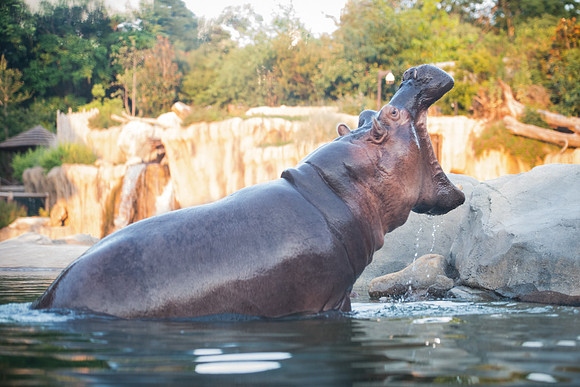 20190614__HikeHippos_336