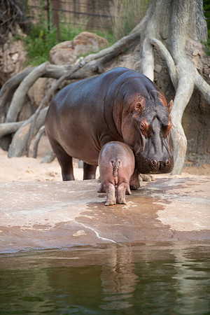 20190614__HikeHippos_209