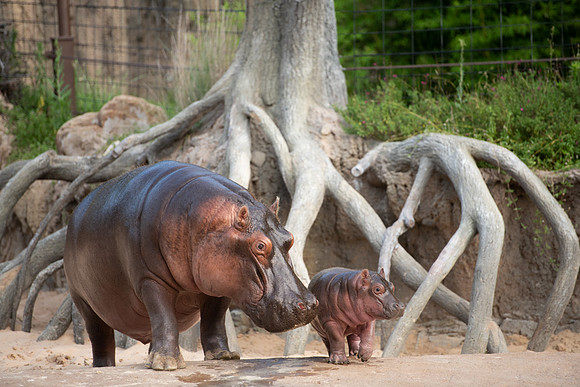 20190614__HikeHippos_204