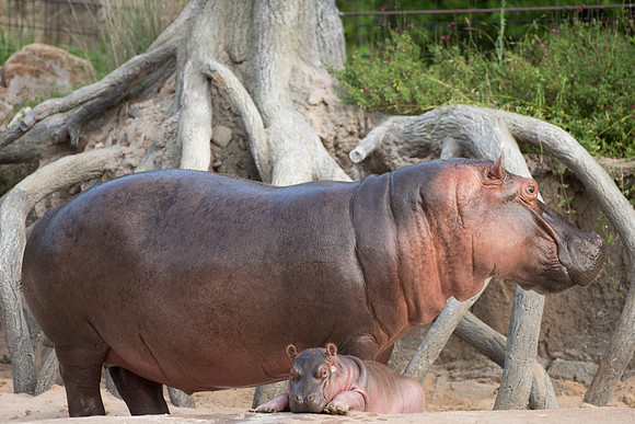 20190614__HikeHippos_200