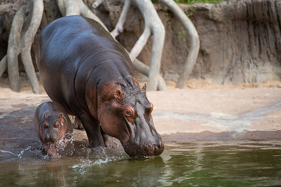20190614__HikeHippos_213