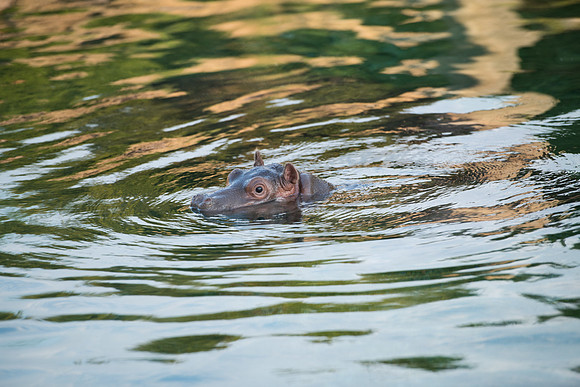 20190614__HikeHippos_280